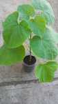 Vand puieti paulownia tomentosa