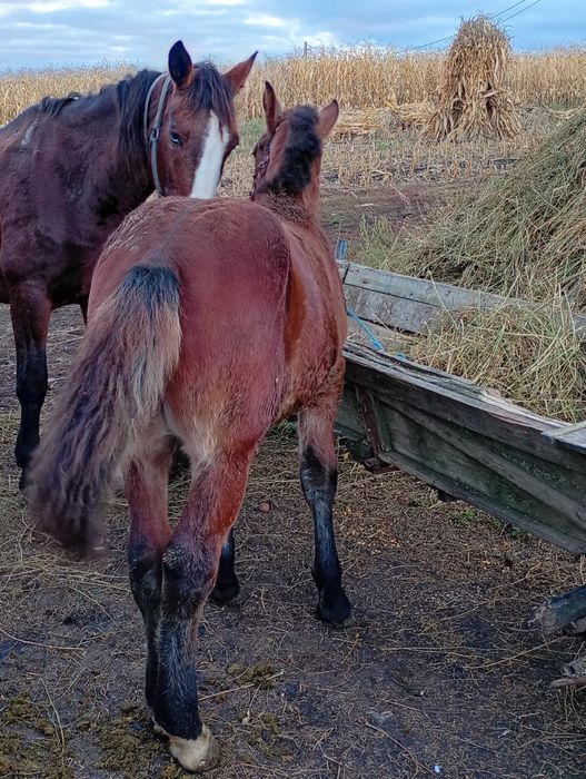 Vînd sau Schimb cu vitea înțărcată