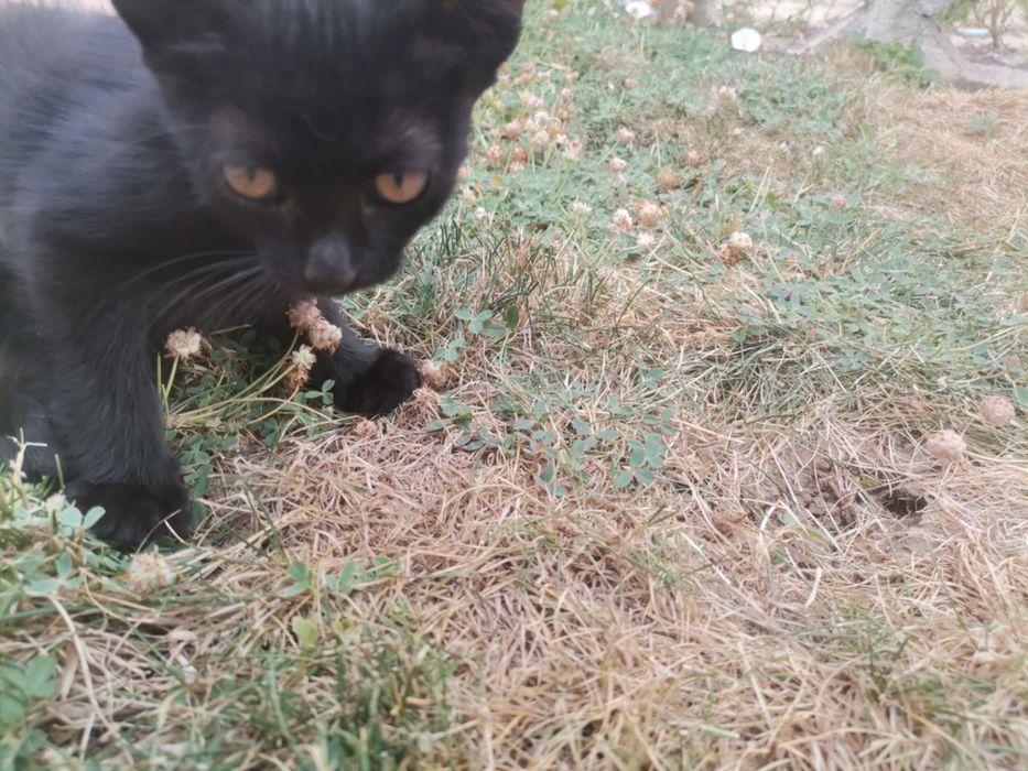 Подарявам малки котета