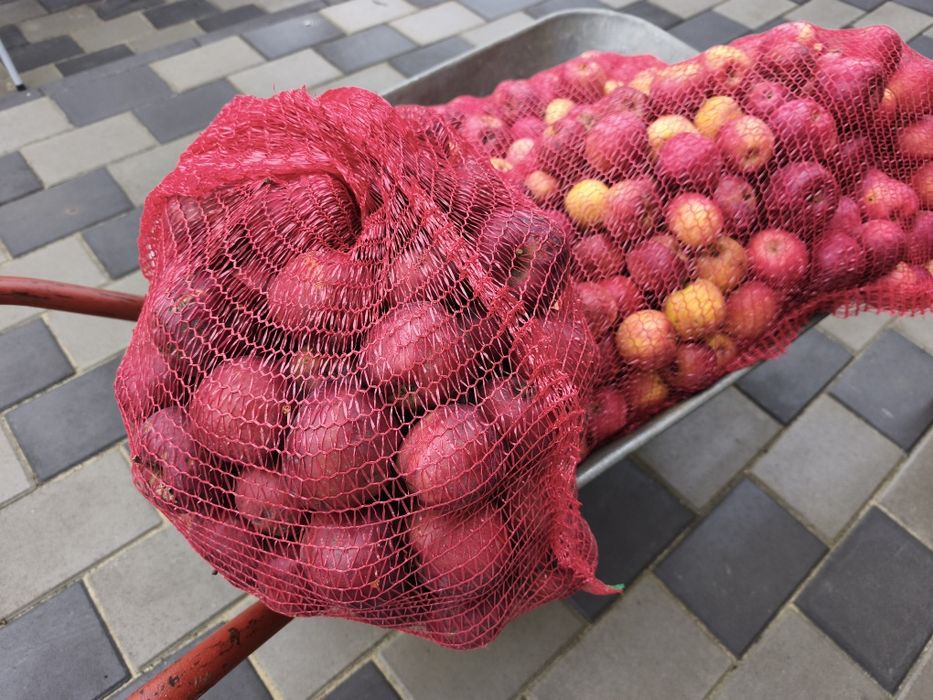 Vând mere nestropite