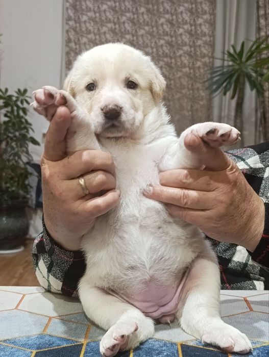 Продаются щенки азиатского Алабая