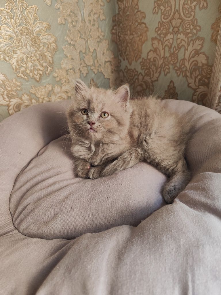 Продаются котята