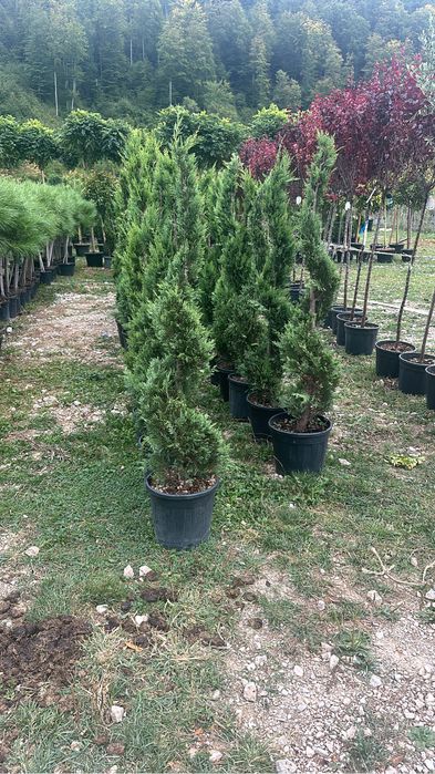 Vindem spirale arzonica si verzi  incepand cu 170 lei angro