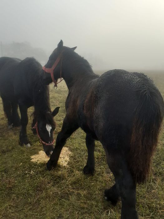 Vind minz de 5 luni negru din părinți