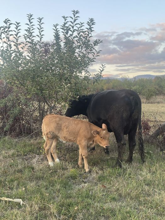 Vacă la prima fătare + vițelușă