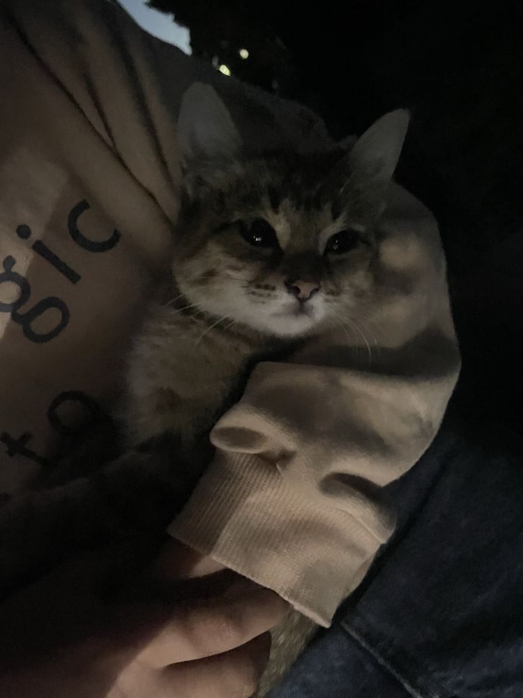 Кошка пародистая