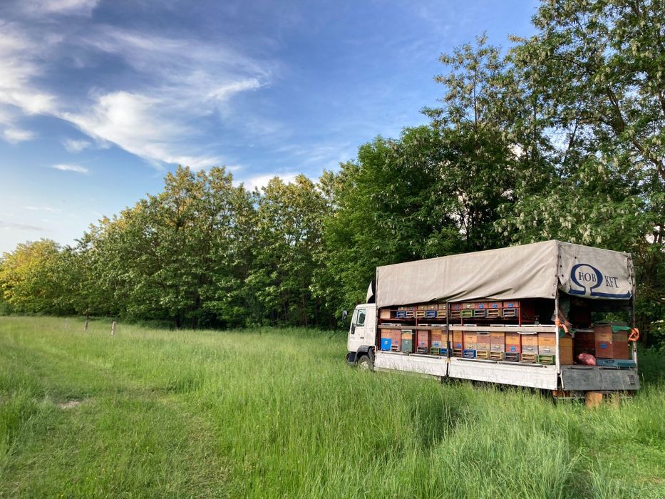 Miere de salcâm, tei sau poliflora