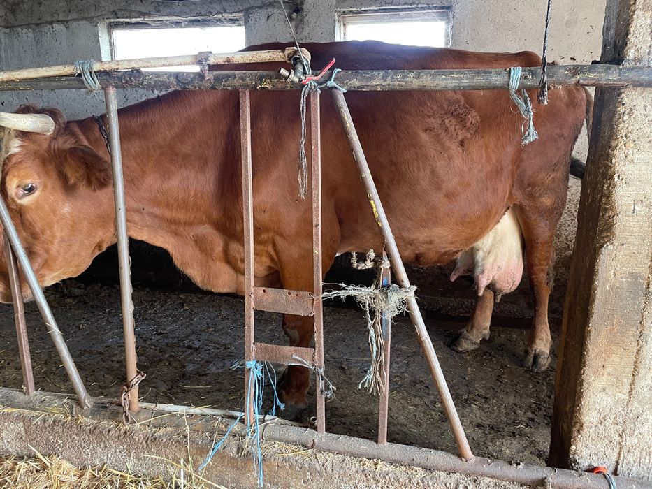 Всякакви селско стопански животни