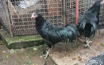 Cocosi Australorp