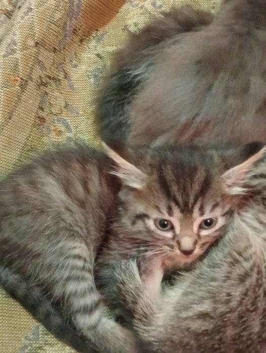 Отдам хороших ухоженных котят