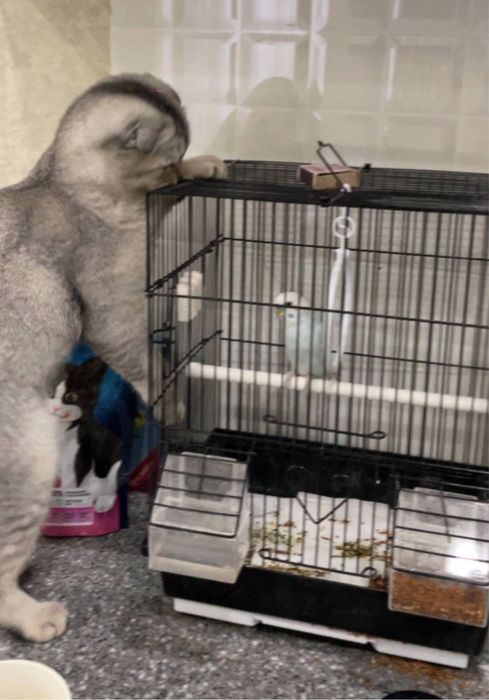 Скоттиш Фолд 6 мес