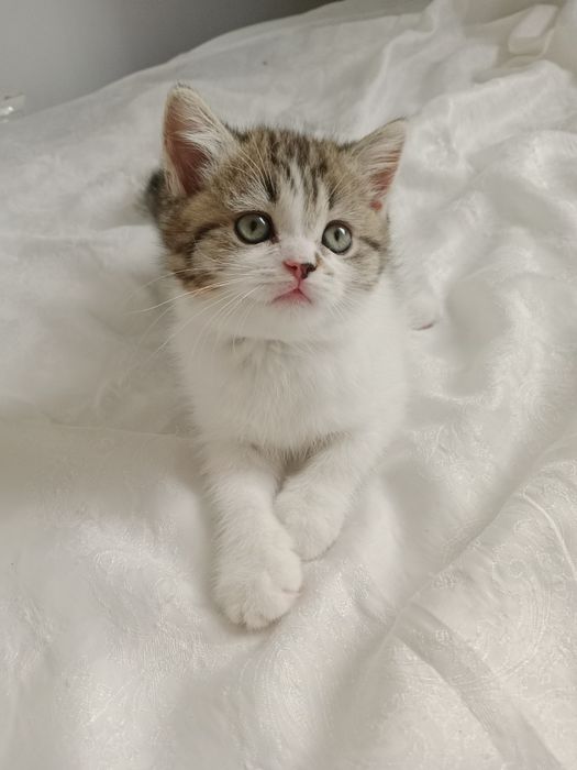 6 мес шотландские девочки