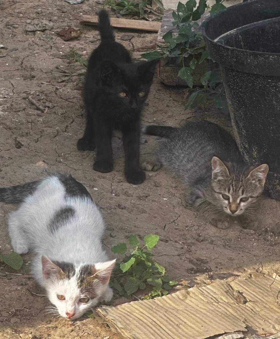 Котята в добрые руки