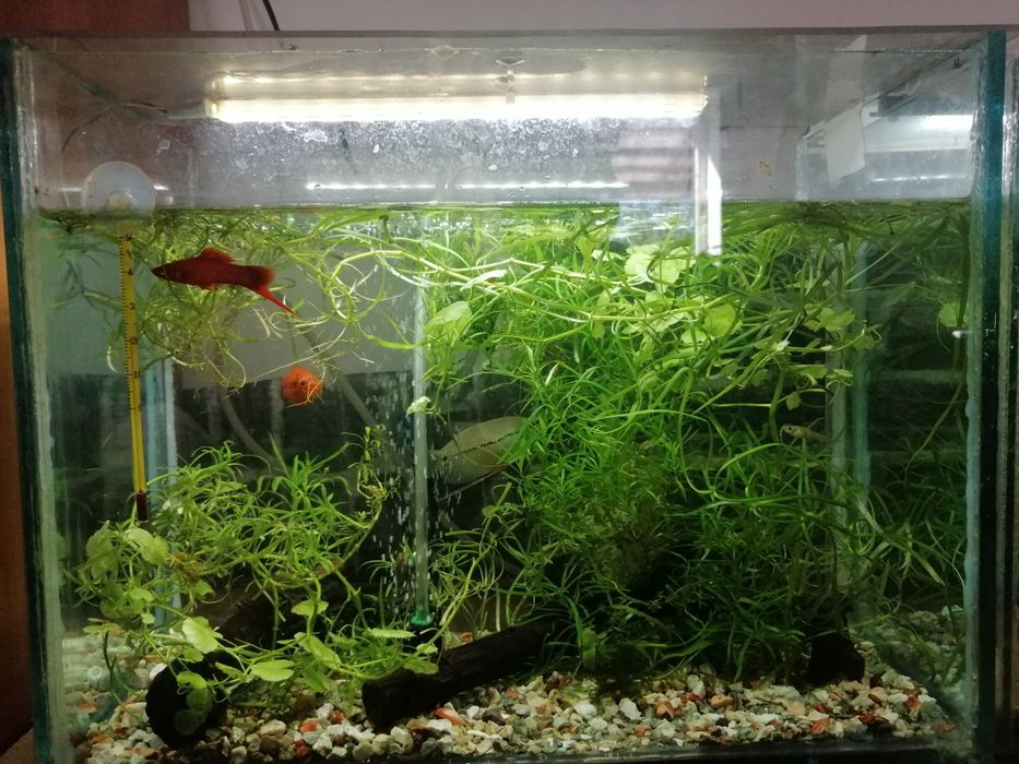 Acvariu de 30 litri, pești, plante