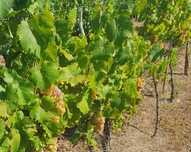 Struguri Feteasca Regala pentru vin