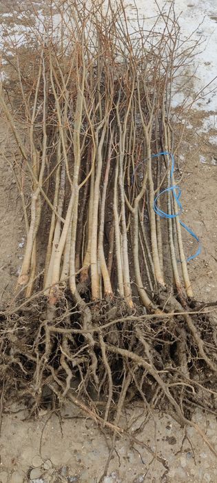 Puieți de Tei înălțime 2 metri