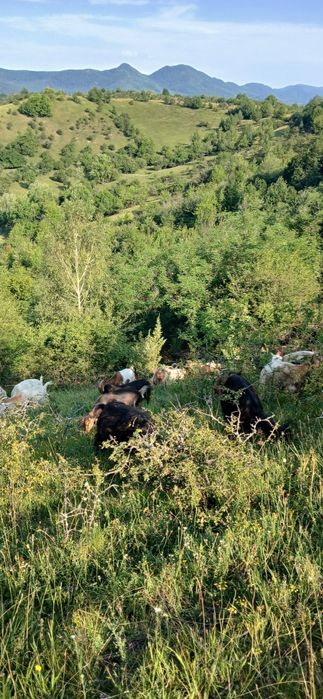 De vânzare 130 de capre sau schimb cu vaci