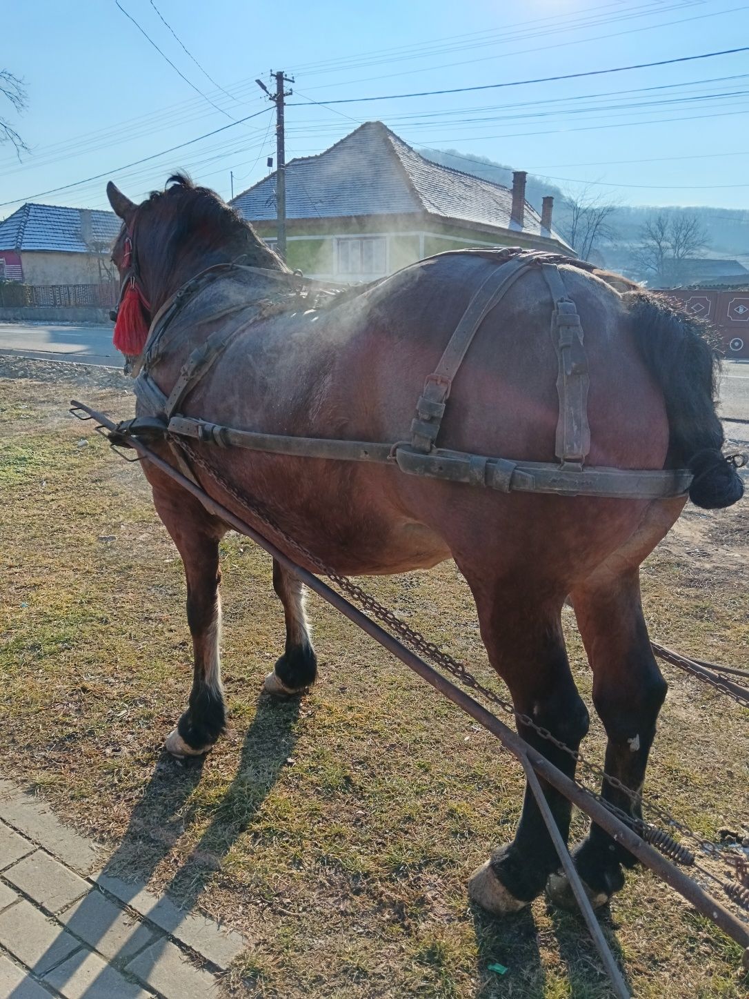 Vând iapa în vârstă de 7 ani