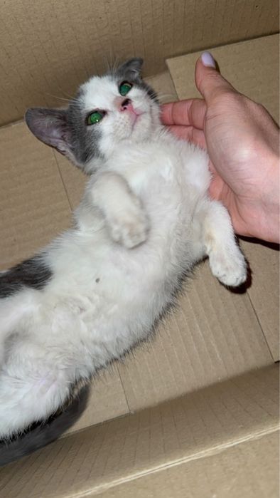 Малко мъжко коте търси дом или приемна грижа