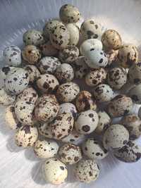 Инкубационные перепелиные яйц заказывать за ранееа