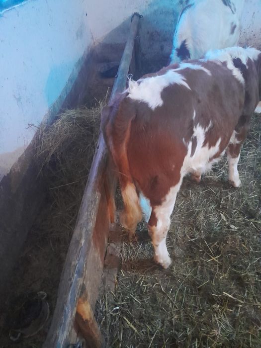 Vițel si vitea detalii la nr afisat