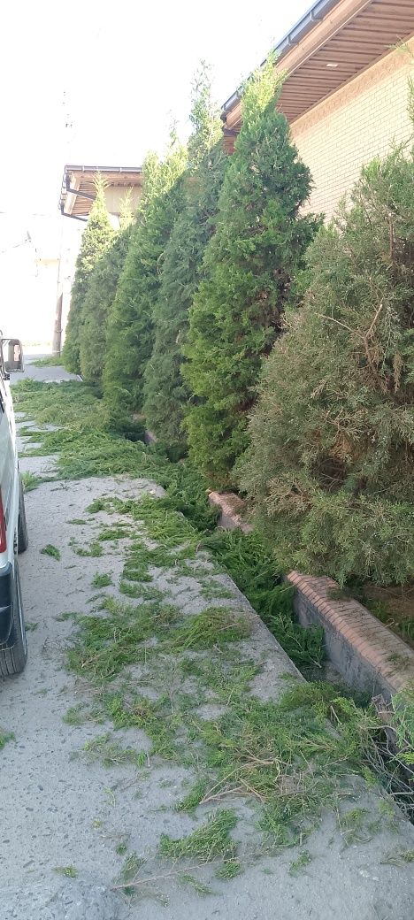 Archa stirchk qilishi xarxil dekratif daraxtlar stirichk qilish