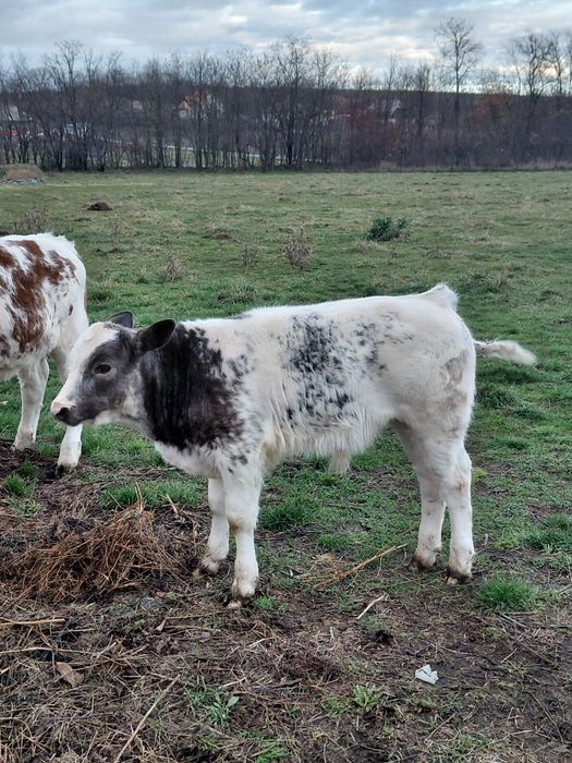 Vand o vitea baltata si un tauras  belgian!