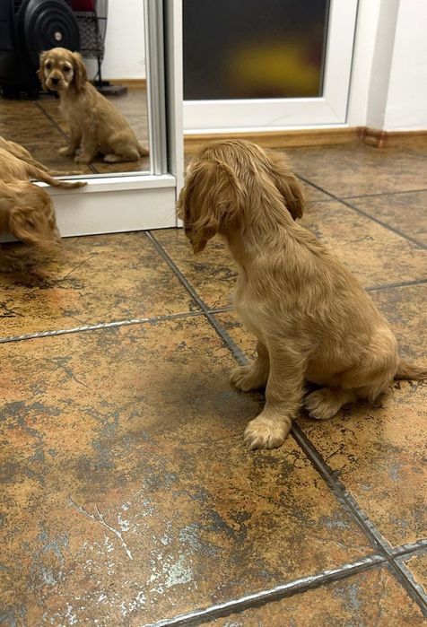 Cocker Spaniel – fetiță, 2 luni – cu carnet, vaccinuri și deparazitare