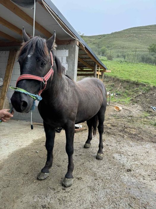 De vânzare un mânz de 3 ani mai multe detalii la telefon