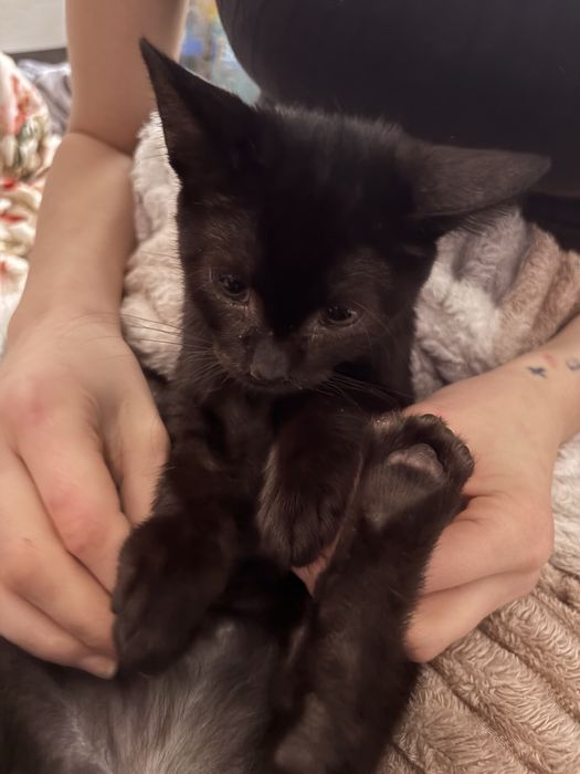 donez pisoi, URGENT!