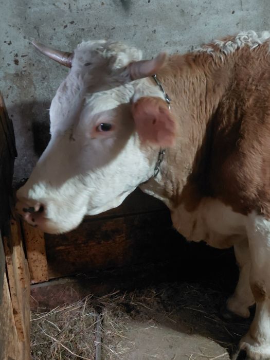 Vând doua vaci baltate românești