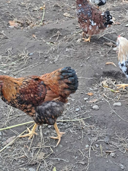 Cocoși GSG de vanzare