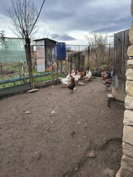 Cocosi aruncana vând sau schimb pe femele aruncana