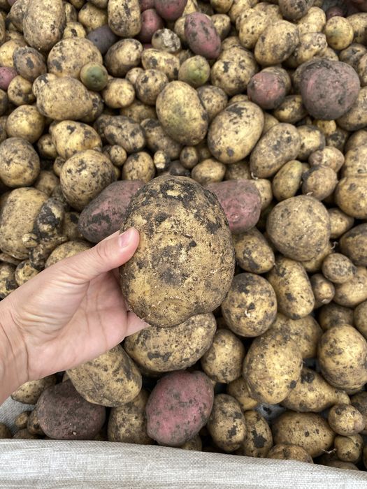 Продам Макинскую картошку