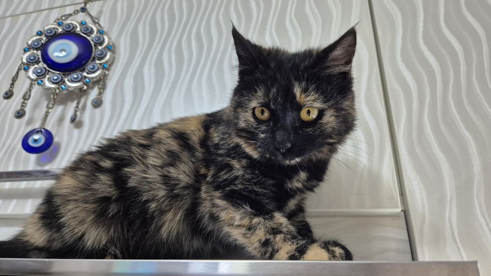 Срочно.  Кошечка ,девочка.  Даром .