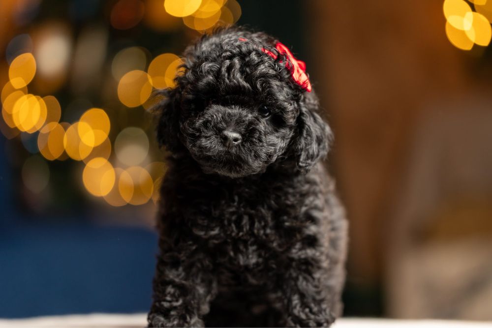 Червени и черни пуделчета