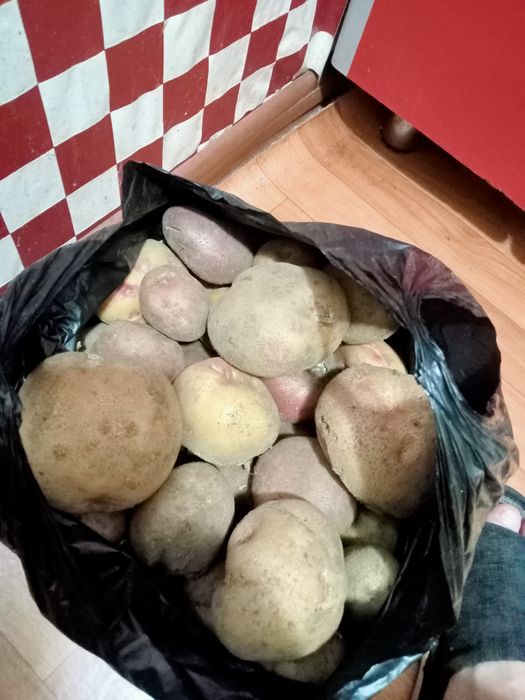 Продам картофель дачная 3 тыс.тенге. Ведро