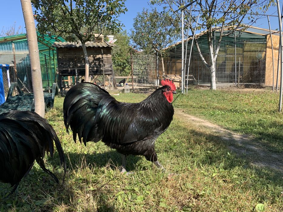 Oua pentru incubat rasa australorp