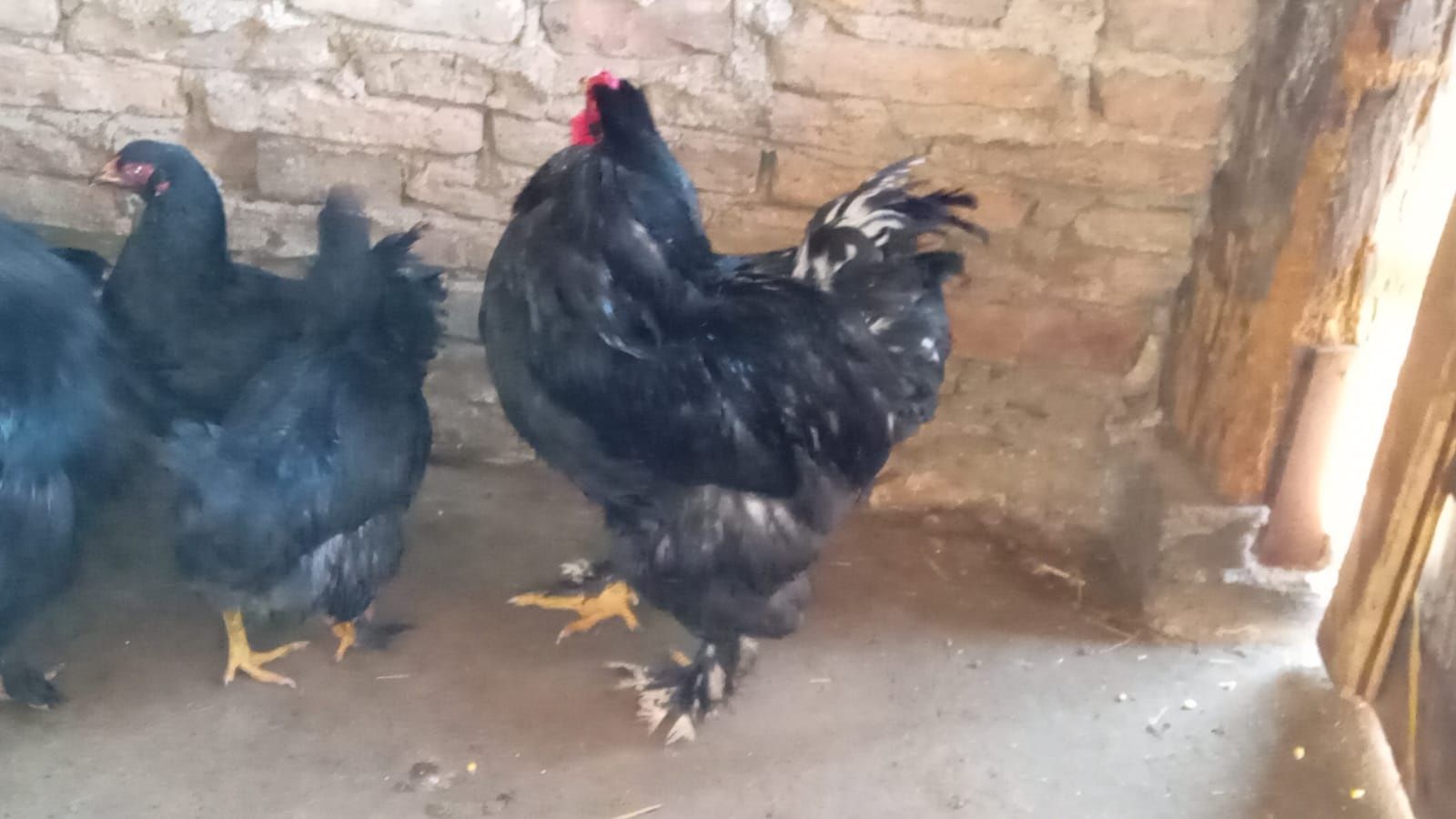 Păsări bio și de ouă urgent