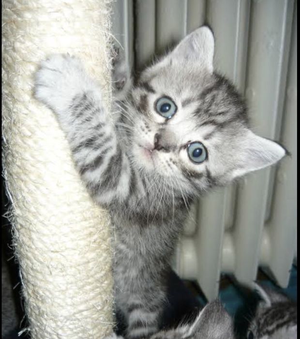 British silver tabby pui