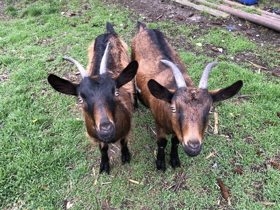 Capre Alpine Franceze pereche originale au virsta de 1 an