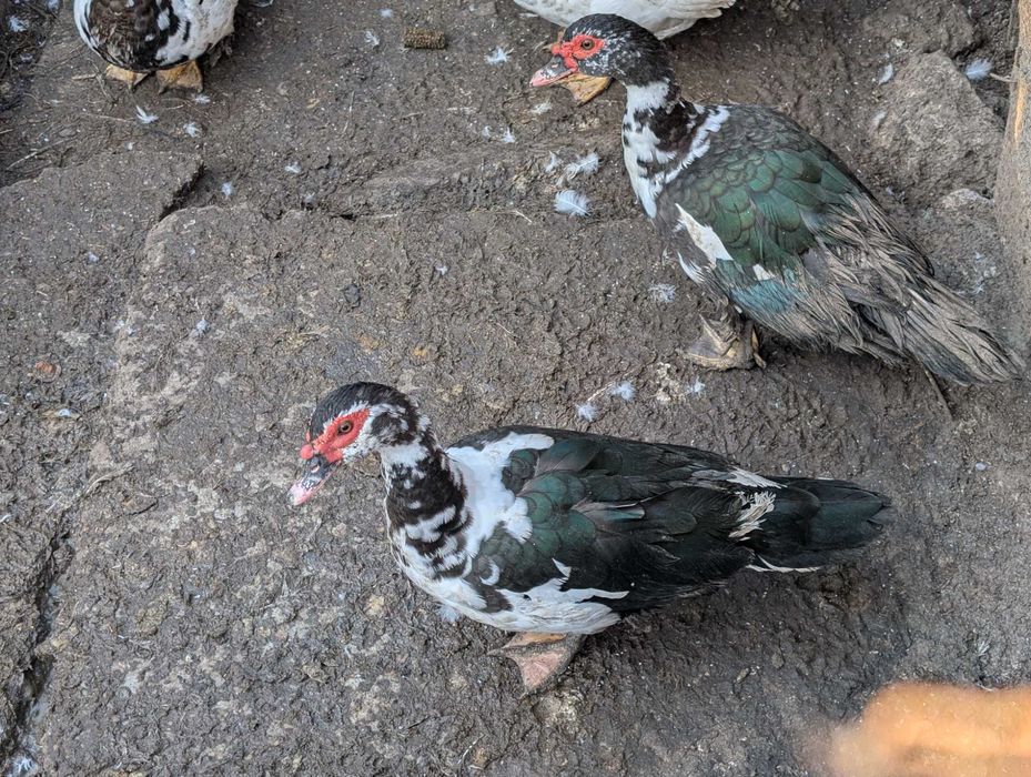 Rațe leșești de anul acesta