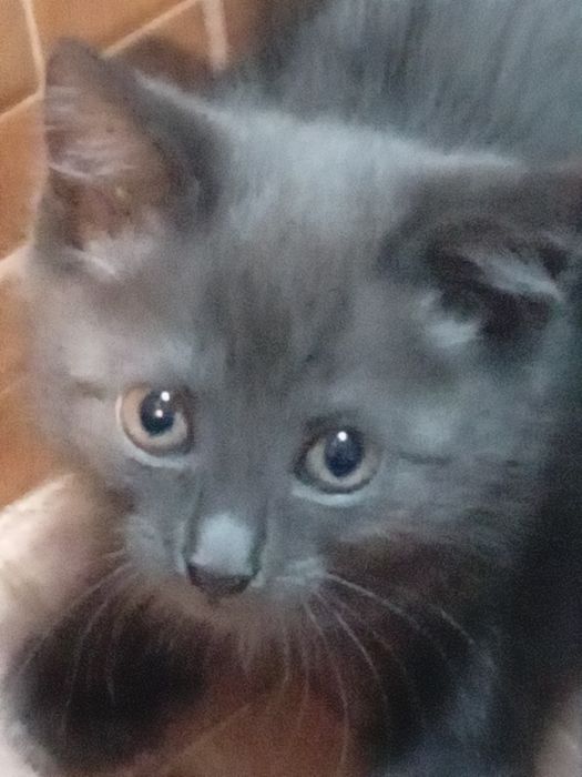 Котята пепельного окраса