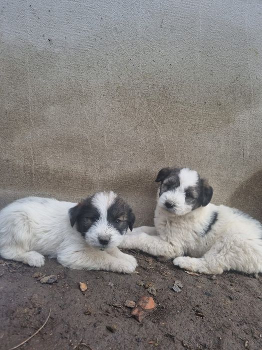 Donez 4 căței adorabili.