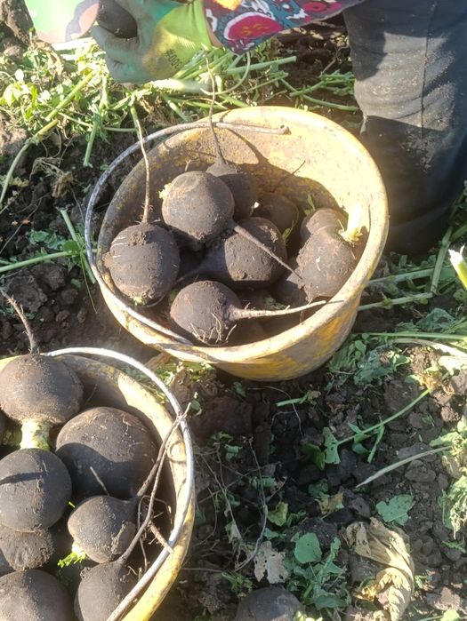 Ridichi negre calitate extra