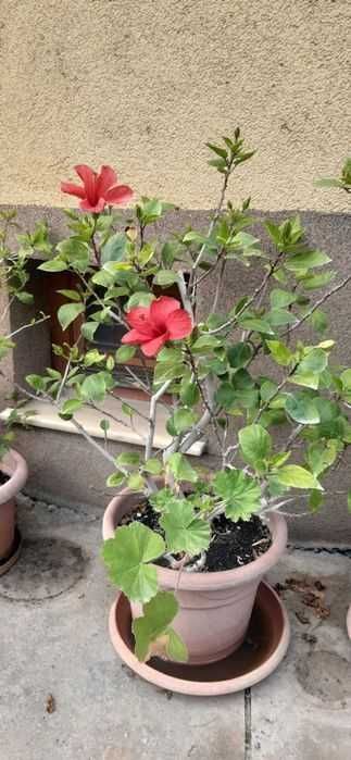 Trandafir japonez matur, Hibiscus Tropical Red, înălțime 90 cm