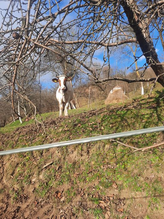 Vând vaca de trei ani jumate