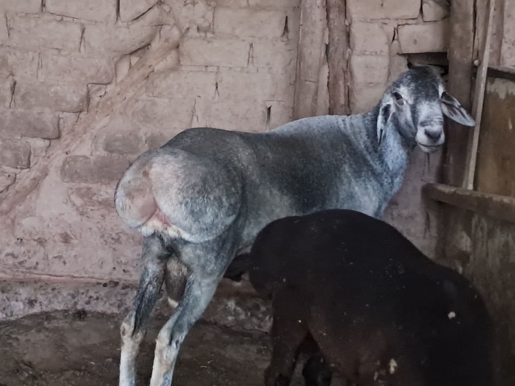 Xisori Qochqor zotga sotiladi