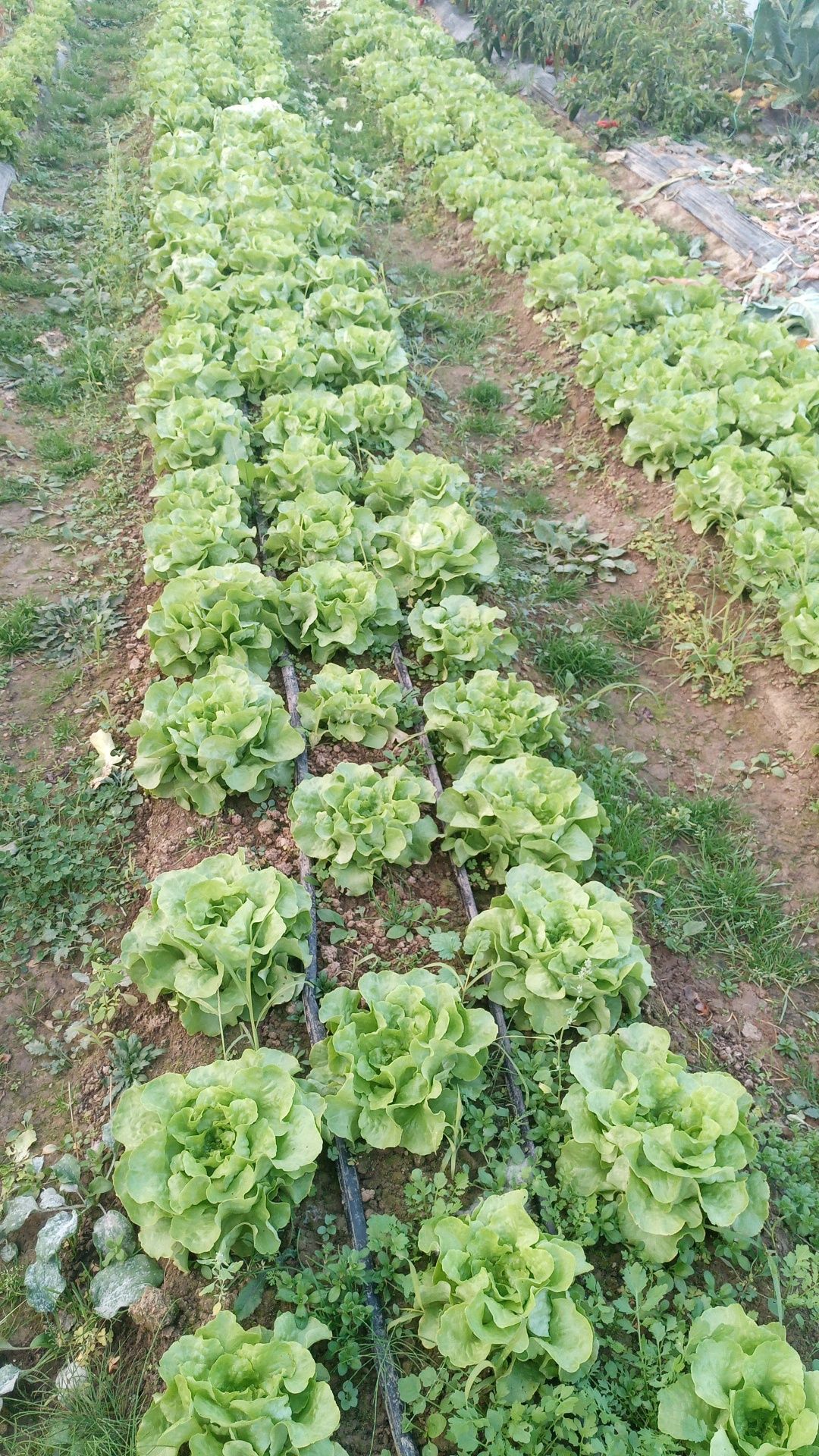 Salată verde creață și butterhead cantități mari