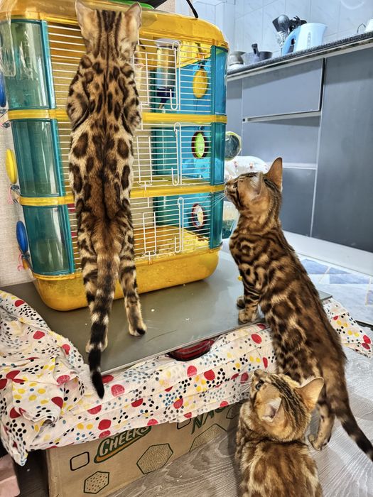 Бенгальские котята, бенгал мушук, кошки, коты, животные